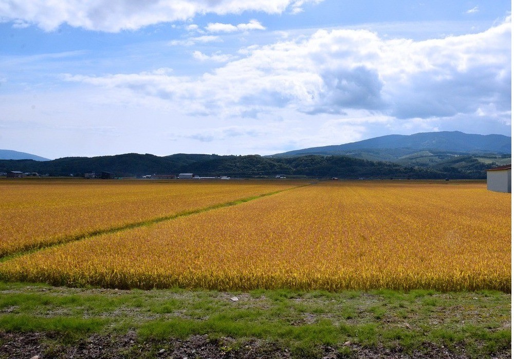 El Gobierno introduce mejoras en la normativa que regula las organizaciones de productores de frutas y hortalizas