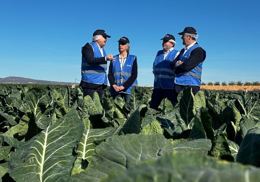 La Región de Murcia lidera las exportaciones de coliflor y con el 68 por ciento del total nacional