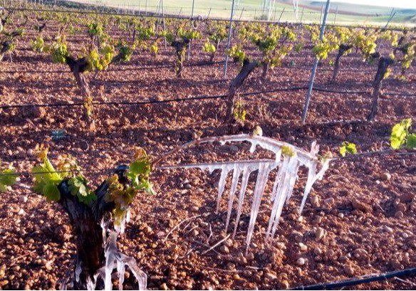 La siniestralidad del seguro agrario marca récord histórico en 2023: 1.241 millones de euros