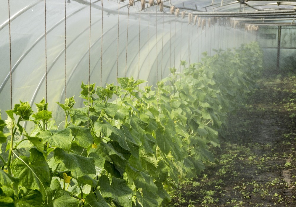 INTERECO insta al Ministerio de Agricultura a  dar la cara por el sector ecológico español