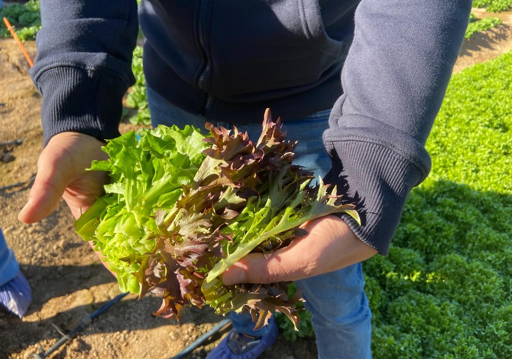 Rijk Zwaan reúne a toda la cadena de valor de la industria agroalimentaria en sus Winter Open Field Days