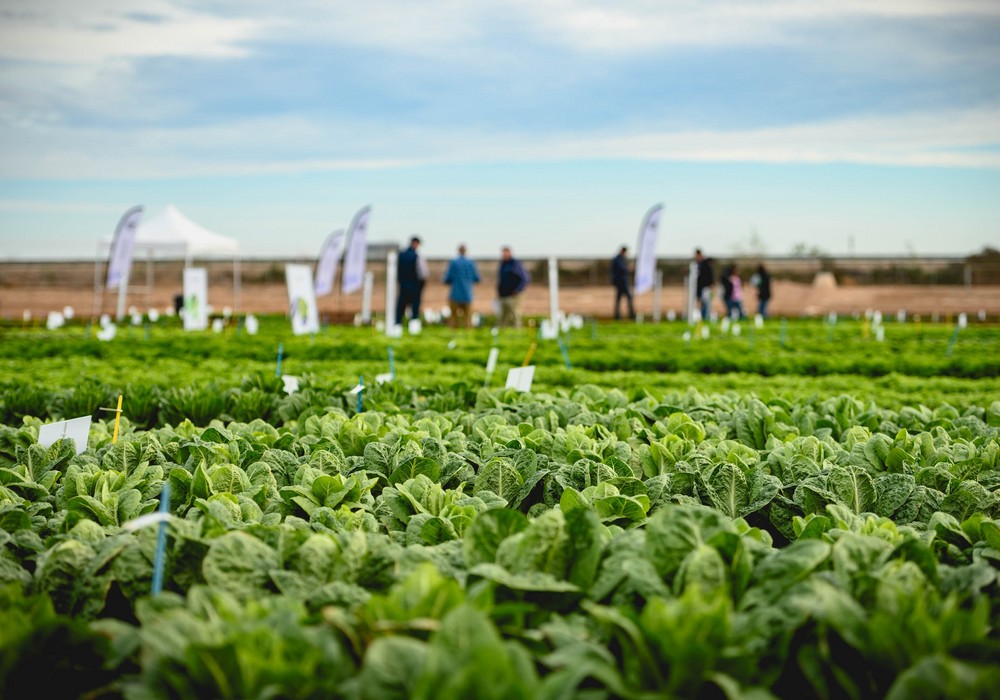 Los Discovery Field Days Winter Edition 2024 de Enza Zaden concluyen con éxito