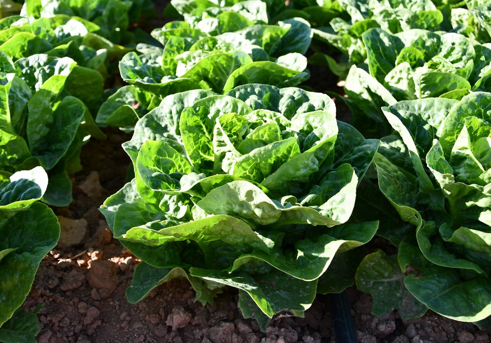 La superficie de lechuga supera las 15.400 hectáreas en Murcia en 2023