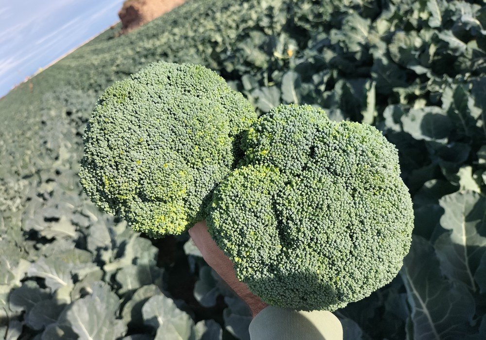 Top Seeds lanza al mercado a Nilo, el brócoli que aúna rentabilidad y eficiencia