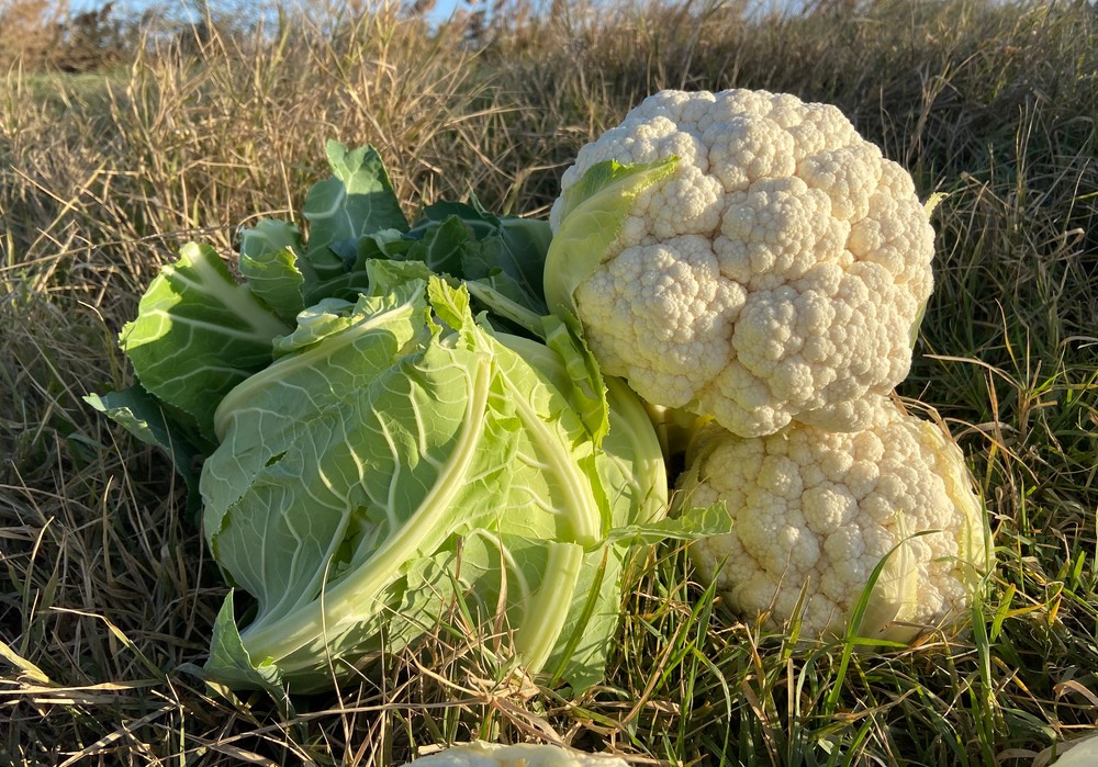 Seminis ayuda a afrontar los nuevos retos de la agricultura con sus variedades estables