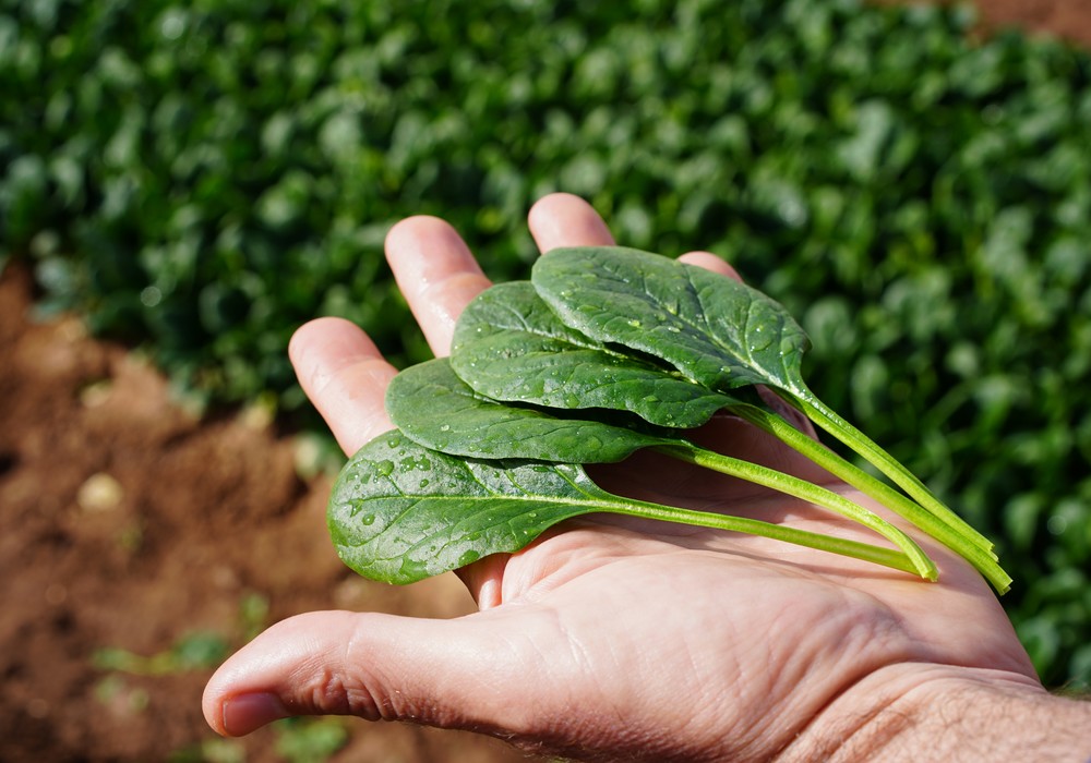 Syngenta proporciona más resistencias, rusticidad, rentabilidad y facilidad de recolección en sus cultivos para Murcia