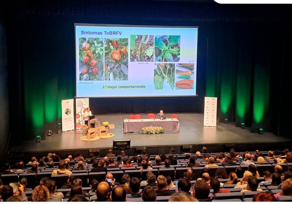 El Gobierno regional impulsa la lucha contra las plagas del tomate y trabaja para establecer estrategias para su manejo y prevención