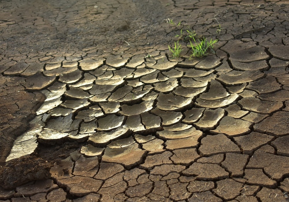 El cambio climático va más allá de una notable falta de agua, también afecta directamente a los cultivos
