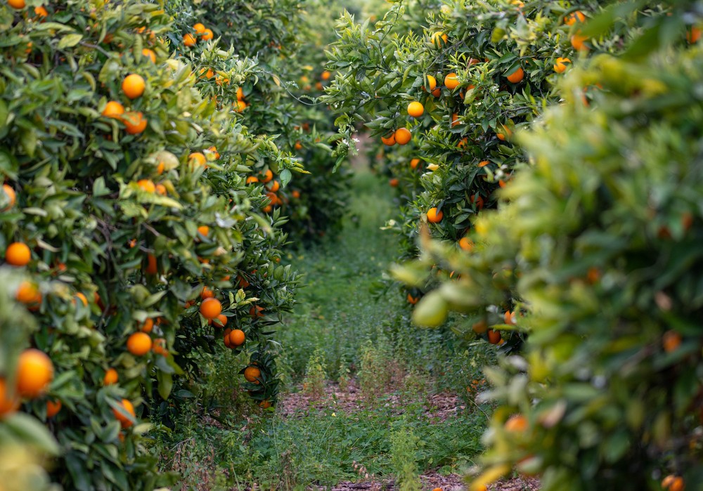 SIPCAM Iberia diseña una nueva estrategia para controlar las malas hierbas de los cítricos en primavera