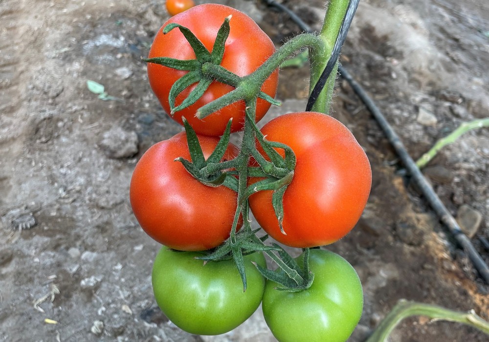 Calacope con portainjertos vigorosos deja fuera de combate al rugoso