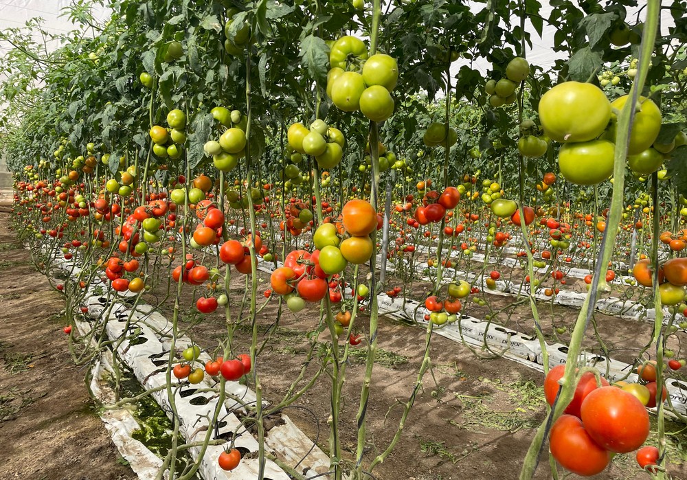 Carlitos protege al agricultor frente al virus del rugoso con sus resistencias