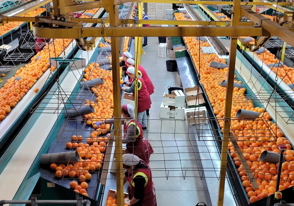Green Fruits aumenta sus ventas un 12 por ciento y obtiene un beneficio de 1,4 millones de euros