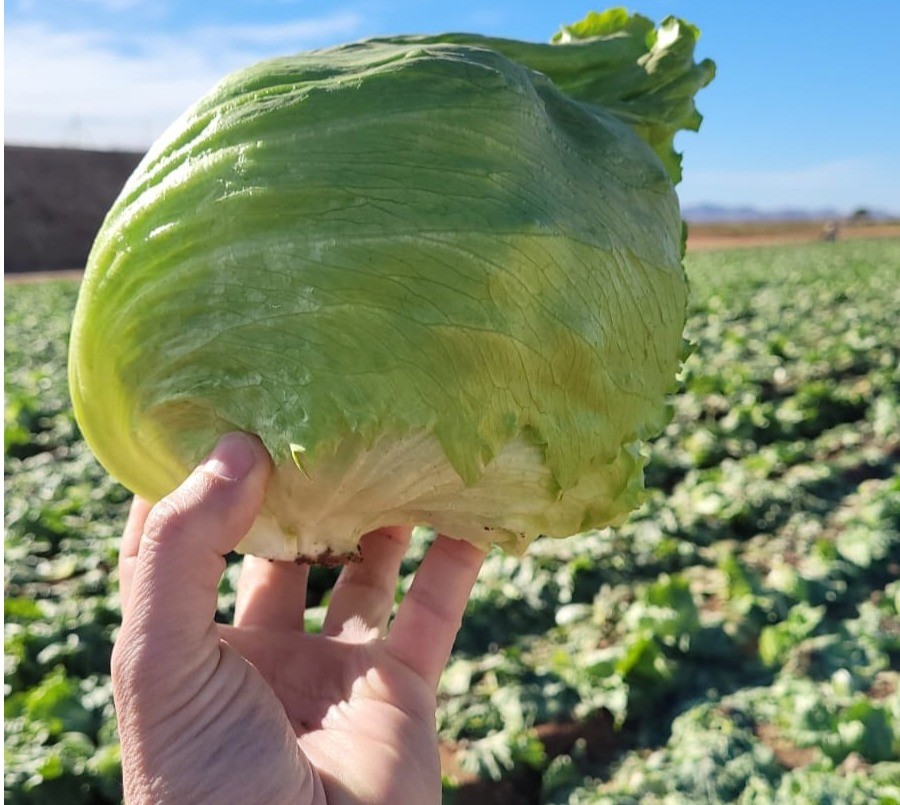 Iberika y LG0016, las nuevas variedades de iceberg de ISI Sementi Ibérica con resistencia a bremia y pulgón