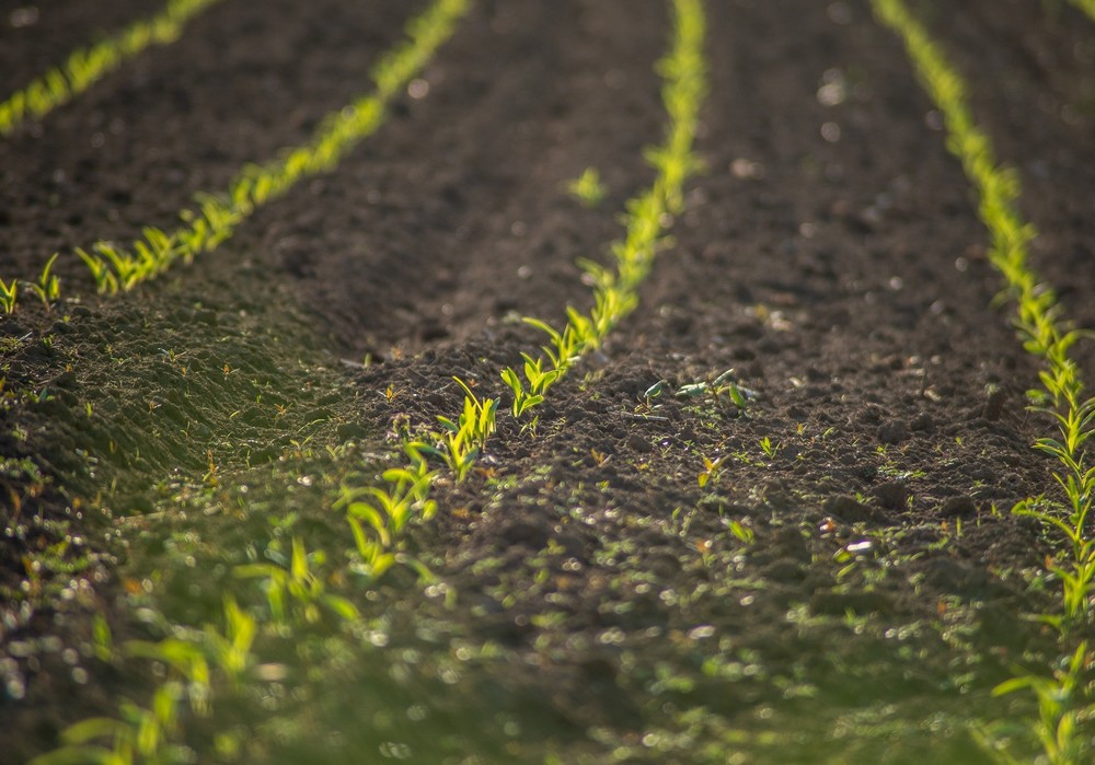 El Ministerio inicia la audiencia pública del proyecto de real decreto que simplifica y flexibiliza la aplicación de la Política Agraria Común