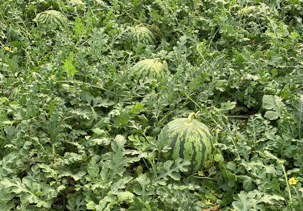 Las resistencias al oídio en hortícolas: una solución con sello SIPCAM