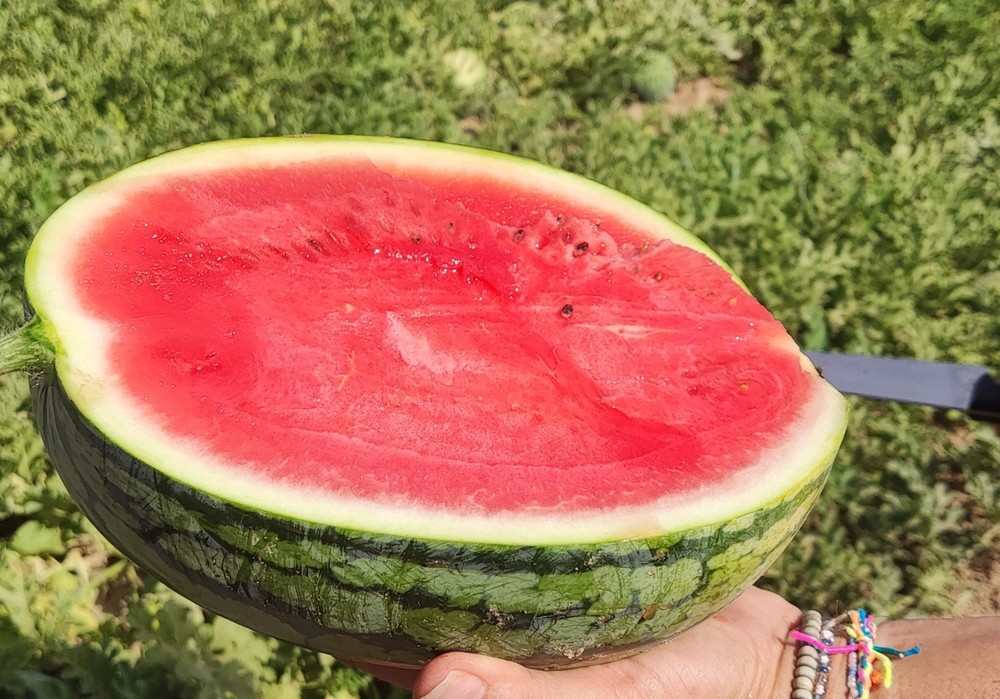 La Región de Murcia se convierte en el epicentro mundial de la innovación en melón y la sandía