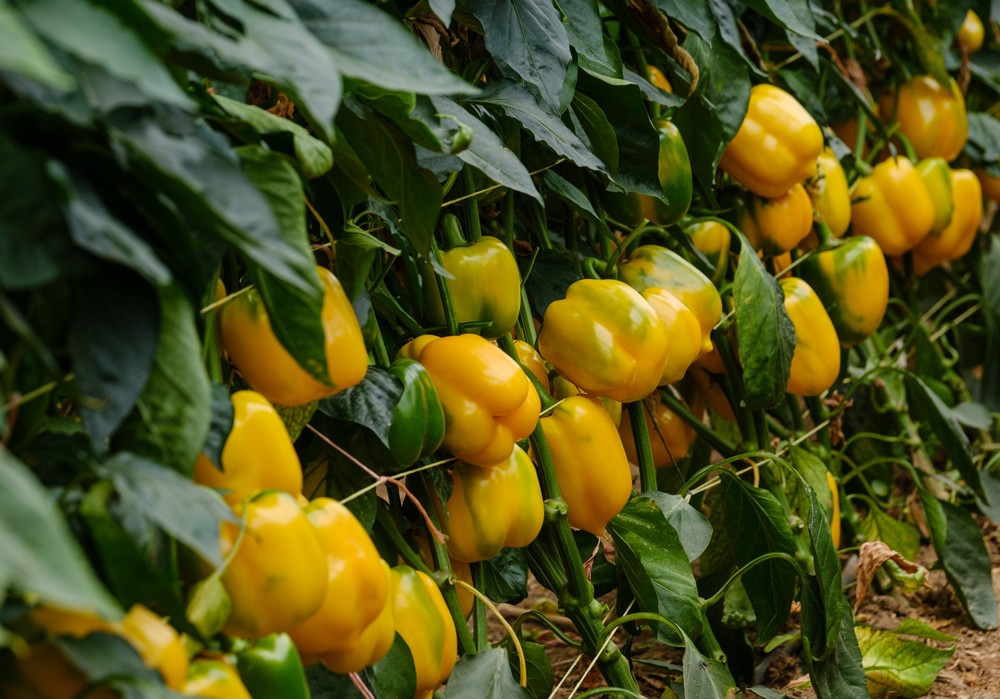 Syngenta pone en el mercado nuevos California rojos e innova con otros dos lamuyos más resistentes