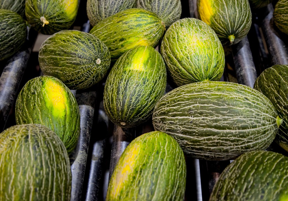 La producción de melón y sandía está garantizada hasta pasado el verano