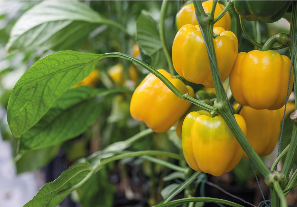 Avance en el cultivo de pimientos en Murcia y Almería: Microorganismos Efectivos de Frabelse
