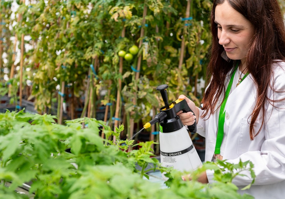 Descubren un nuevo compuesto para proteger a los tomates contra las bacterias y la sequía