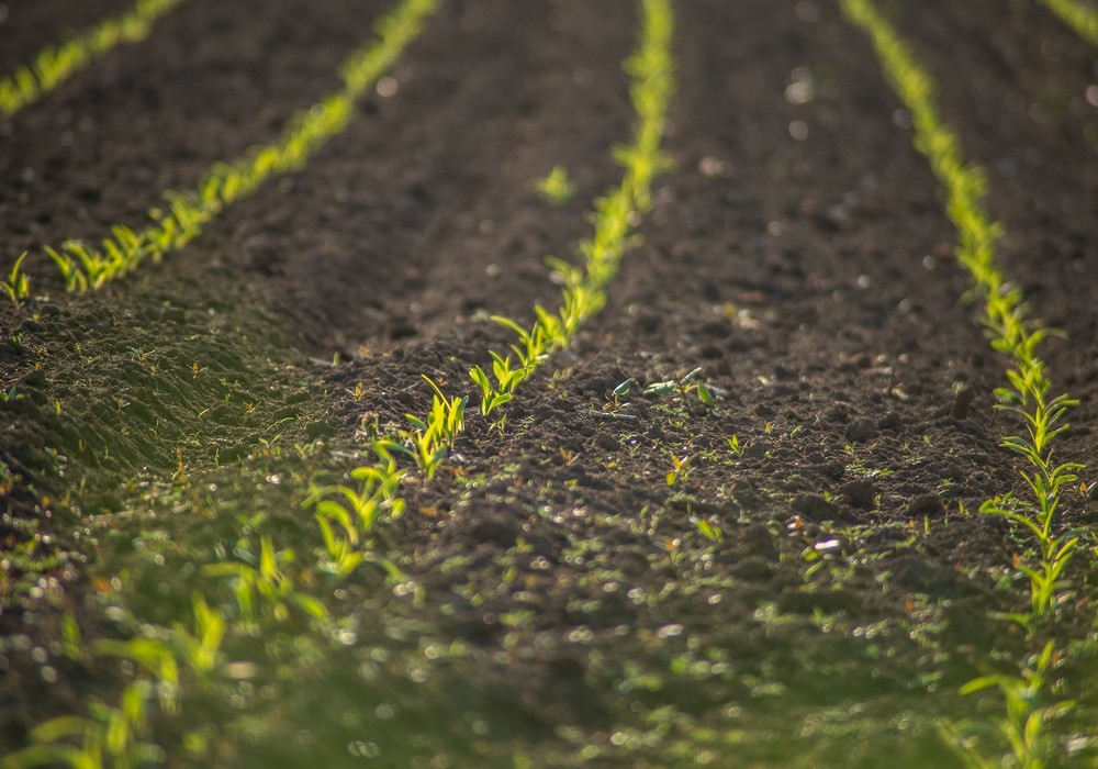 Planas valora la oportunidad del reglamento de restauración de la naturaleza para lograr una agricultura más sostenible