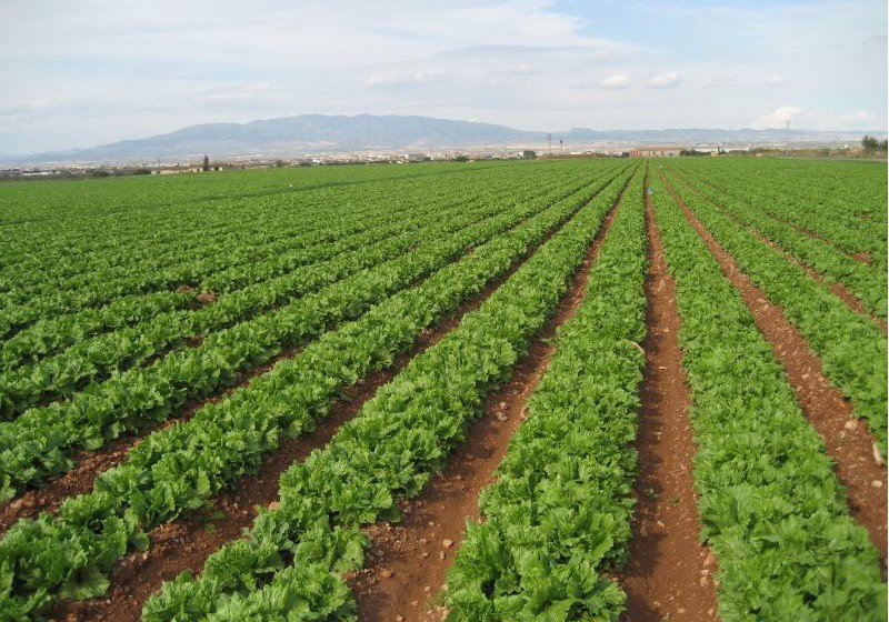 Las hortalizas cuya producción ha descendido más en los últimos cinco años son la lechuga, pepino y calabacín