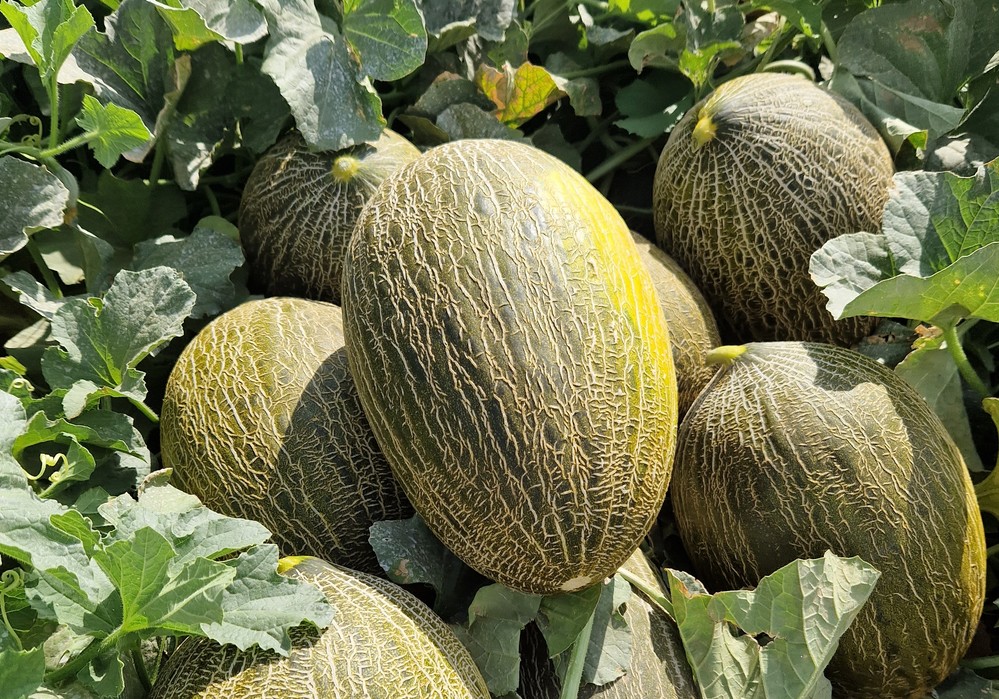 Semillas Fitó sigue añadiendo novedades a su completo catálogo de melón y sandía para la Región de Murcia y Castilla La Mancha