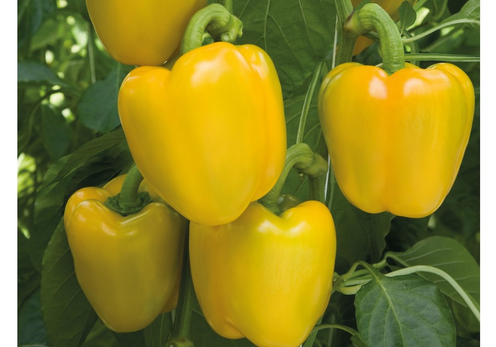 Yaravi RZ: precocidad, calibre y rentabilidad en amarillo