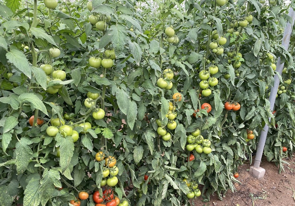 Seminis asegura la producción de tomate con sus variedades