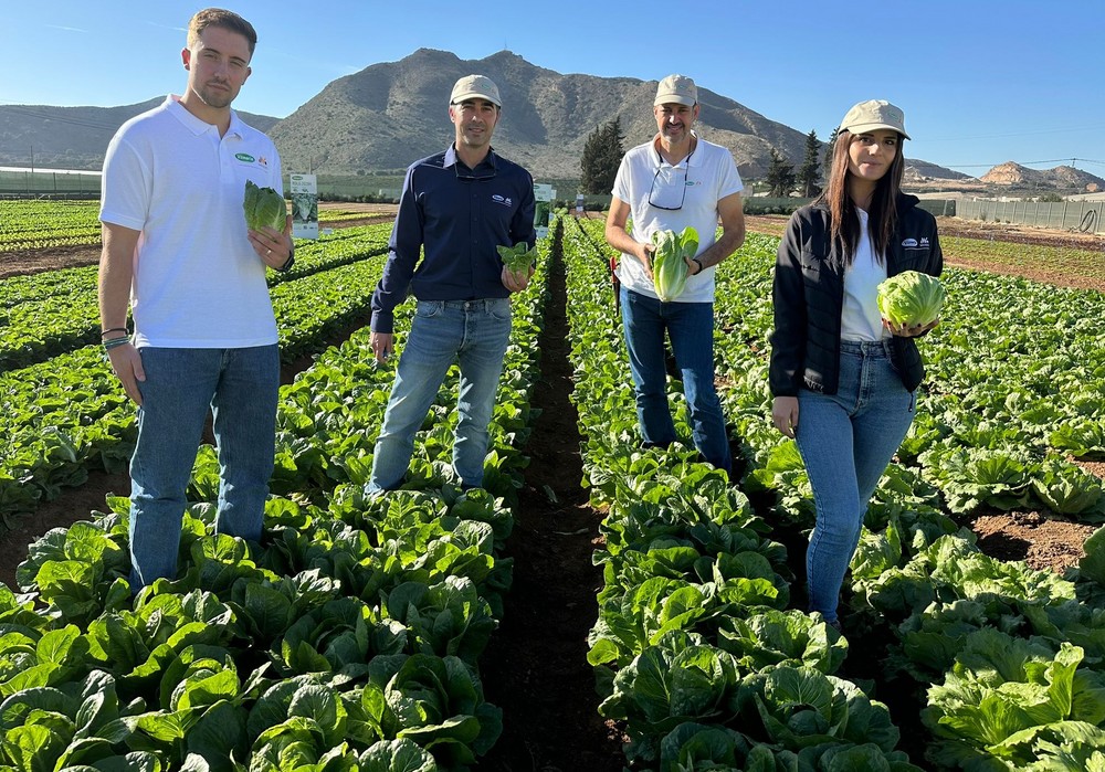 Vilmorin-Mikado apuesta por sus nuevas variedades de lechuga Zicatela, ROM 20502 y Girouette
