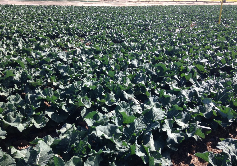 La fertilización de fondo en el cultivo de brócoli