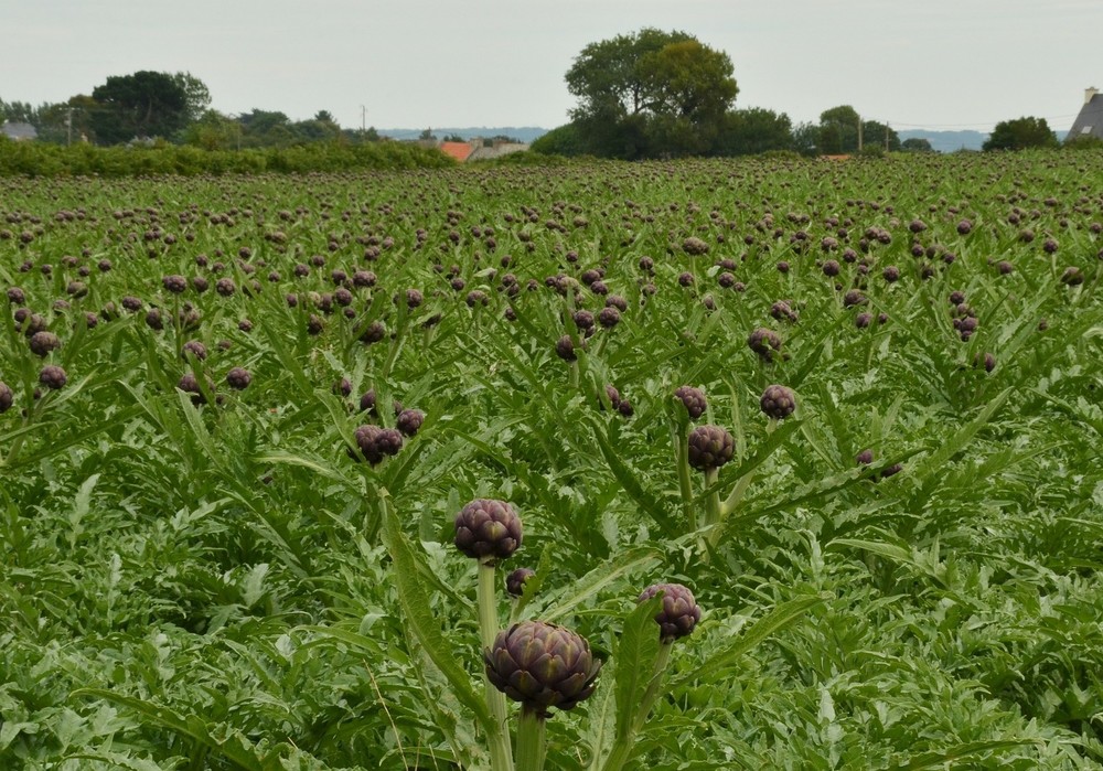 El Gobierno autoriza el nuevo plan de seguros agrarios para 2025 dotado con 315 millones de euros, el 10,7 % más que el anterior