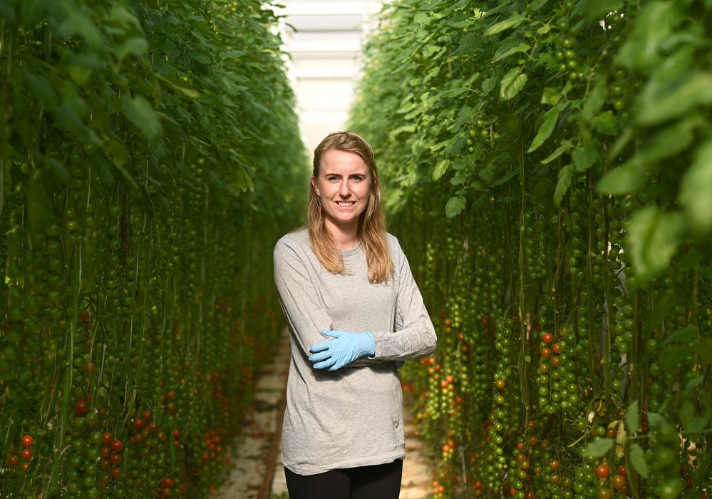 “En Looije somos especialistas en tomate cherry, obteniendo un producto de calidad los 12 meses del año”