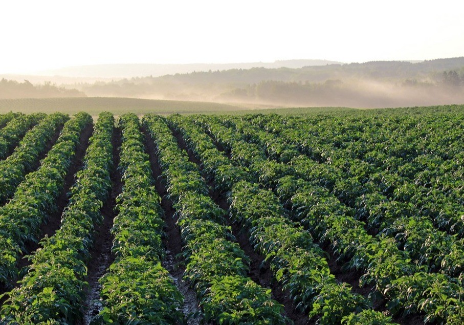 Los pagos de las ayudas directas de la Política Agraria Común de la campaña 2024 alcanzan los 3.665 millones de euros