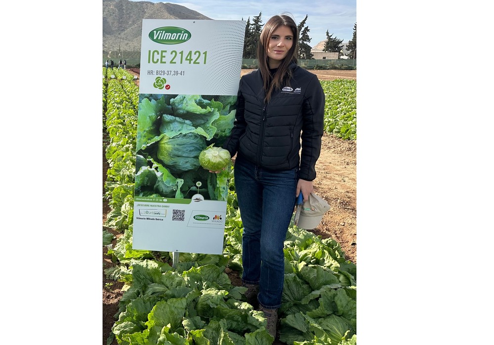 Vilmorin-Mikado amplía su catálogo de otoño tardío con variedades más resistentes