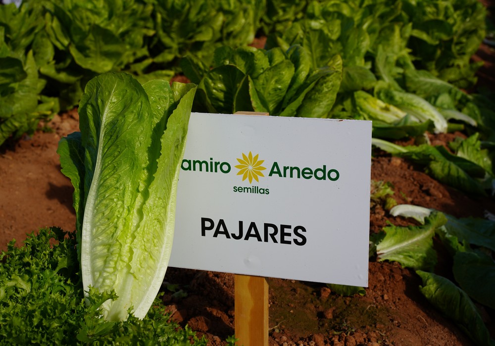 Ramiro Arnedo hace gala de sus lechugas de calidad, resistentes a Fol I y Fol IV