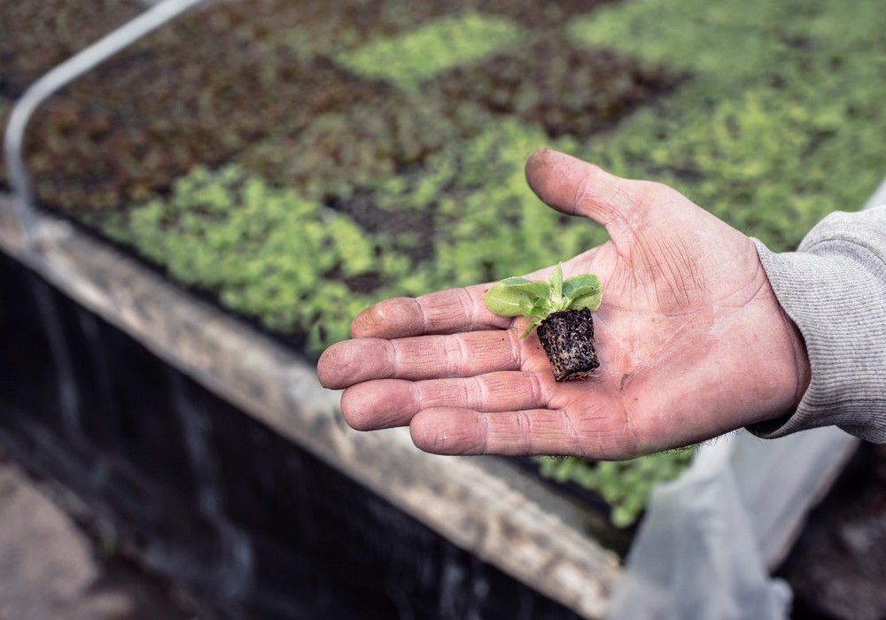 El ‘Silicon Valley’ de la lechuga abre sus puertas en el Campo de Cartagena