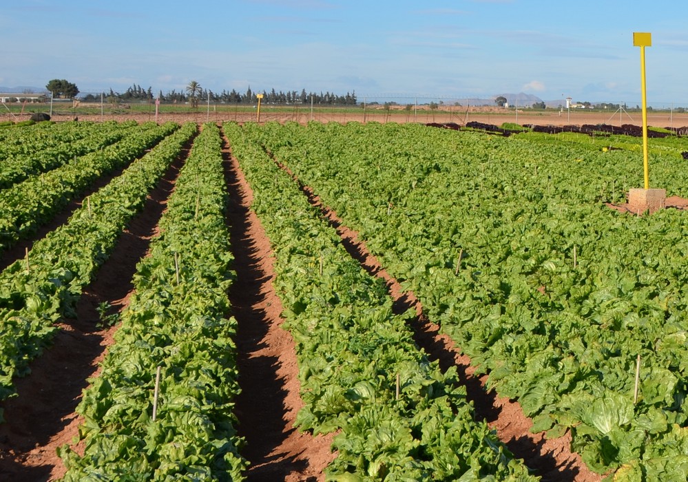 Los agricultores españoles se sitúan a la cabeza de la UE en superficie agraria dedicada a cultivos ecológicos