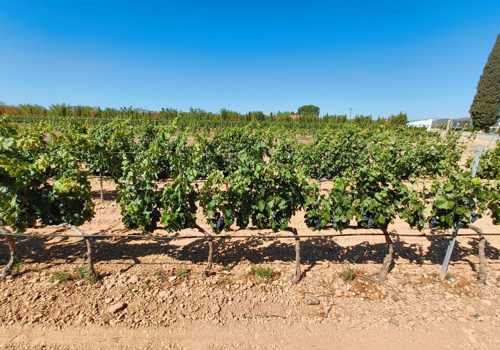 El IMIDA desarrolla cuatro nuevas variedades de uva de vinificación de gran calidad y mejor  adaptadas a las altas temperaturas