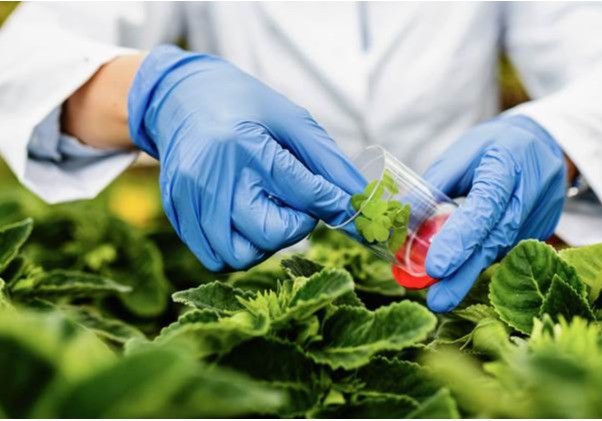 El CSIC descubre el papel clave de una proteína en el desarrollo y la regulación genética de las plantas