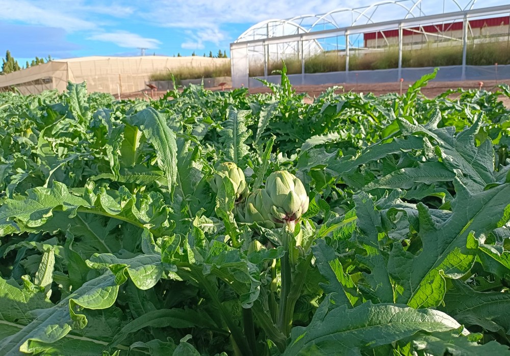 El biocarbón demuestra en cultivos de alcachofa su viabilidad como alternativa a los fertilizantes químicos