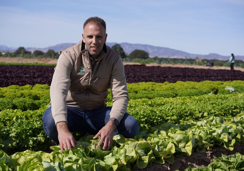 Gautier Semillas presenta en el Campo de Cartagena sus nuevas lechugas resistentes a la raza 41 de bremia