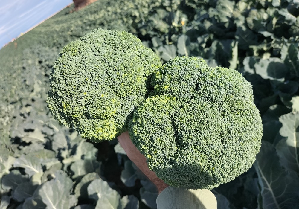 Nilo, un brócoli y un ‘río’ de rentabilidad