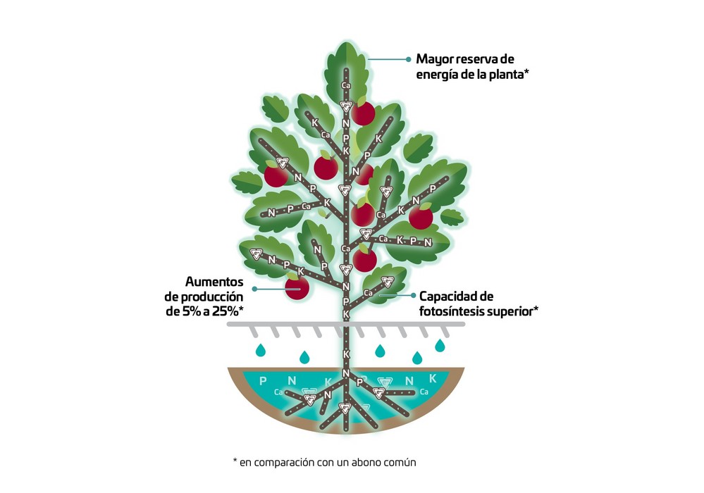 El futuro de la fertilización del tomate: tecnología eON en acción