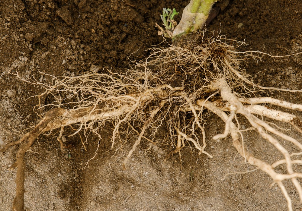 Kronosor y Fervour, los portainjertos de Syngenta de vigor alto para una protección de principio a fin