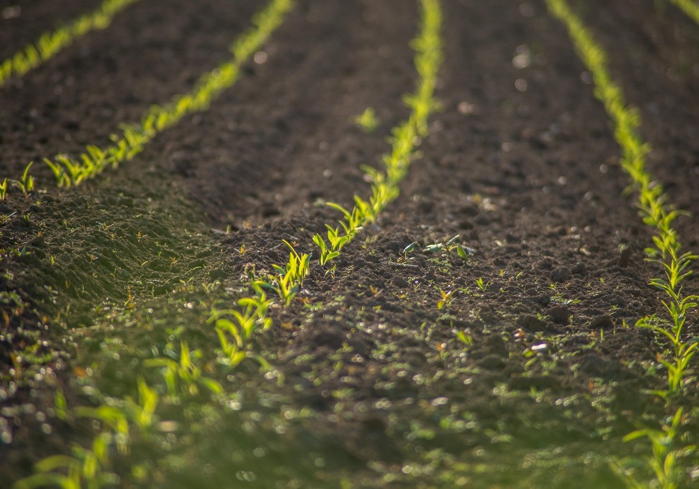 SOS Rural alerta de que el programa de nitratos murciano “extiende a los agricultores de toda la Región la asfixia que ya sufre el Campo de Cartagena”