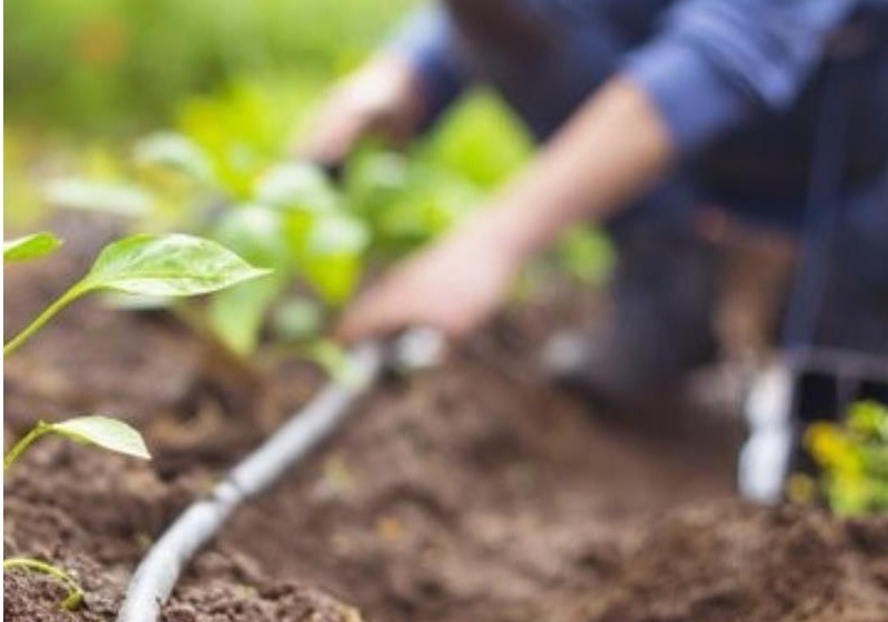 Los hortícolas y frutales representan el 60% de la producción vegetal en España