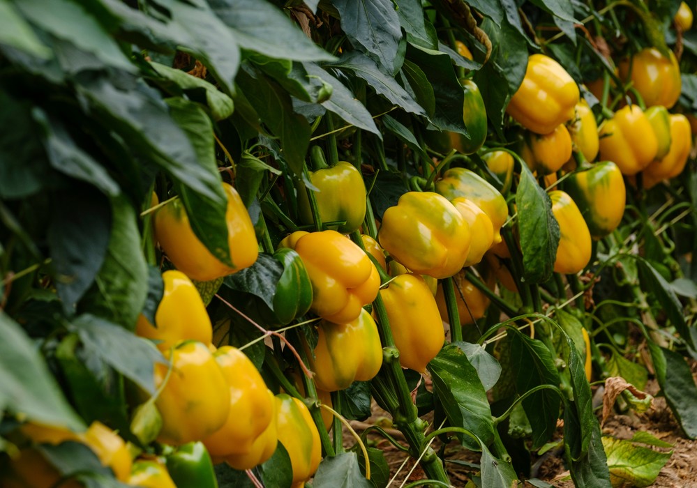 El catálogo de pimiento California de Syngenta propone variedades para responder a todas las necesidades