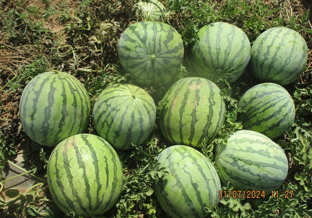 Hort Seed Mediterrani consolida su presencia en Murcia con su avance en melón y sandía