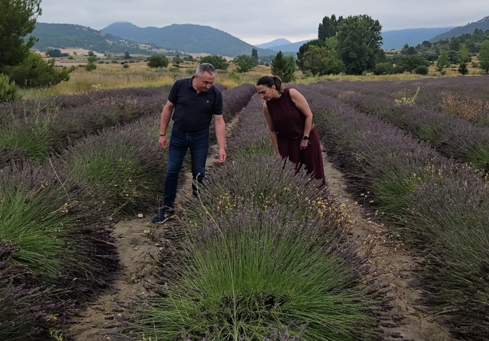 El cultivo de plantas aromáticas crece un 25% en la Región y supera las 4.375 hectáreas